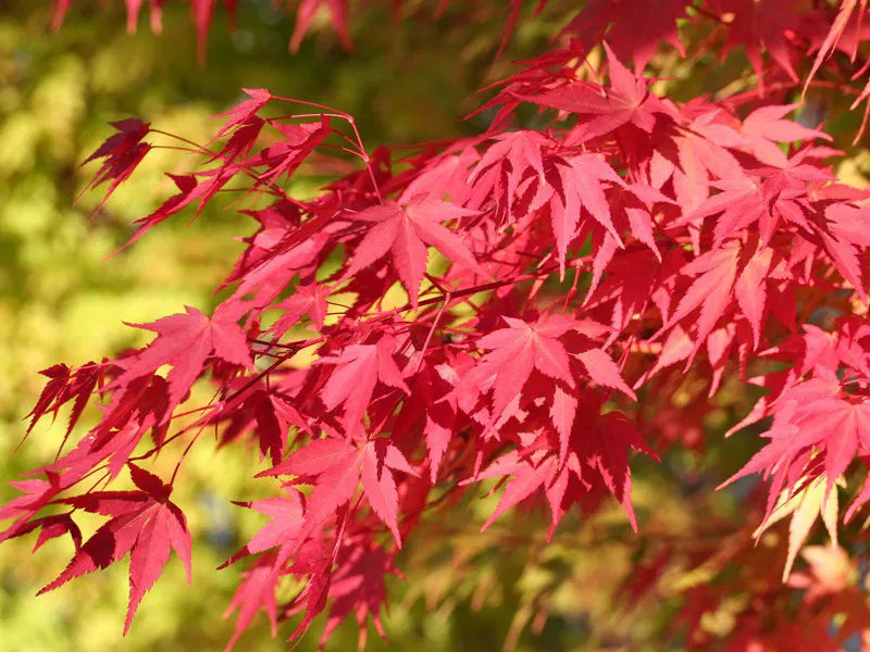 Japanese Maple 'Beni Kawa'