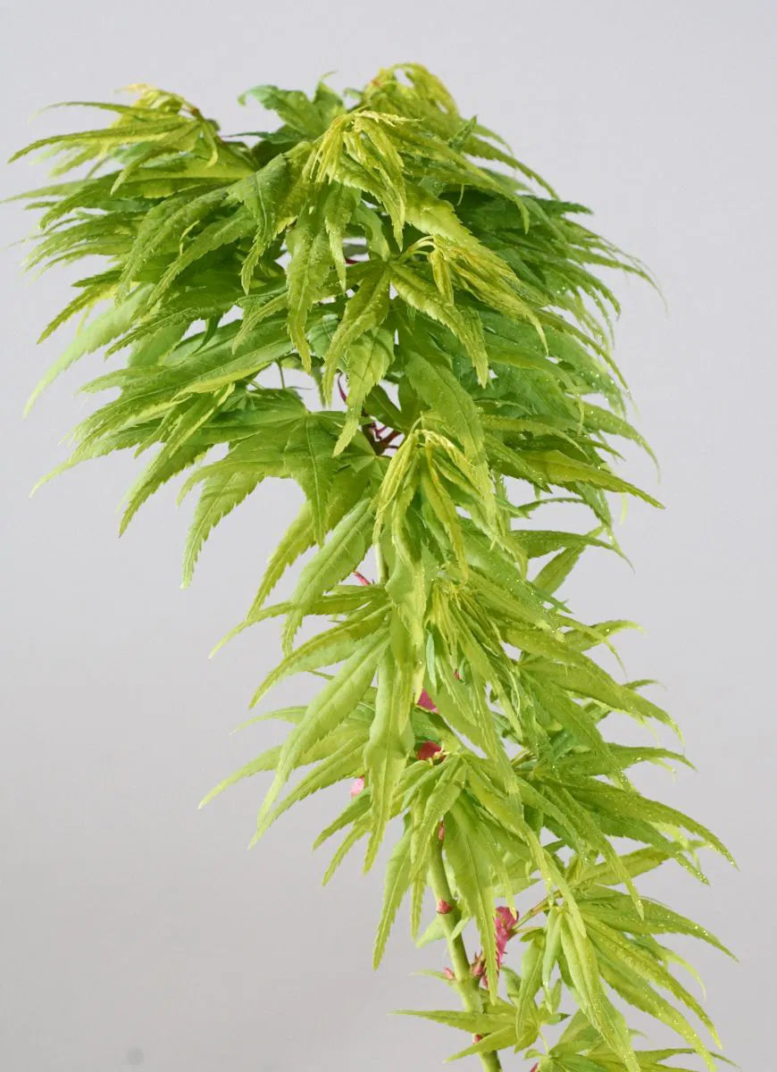 Japanese Maple 'Mikawa Yatsubusa'