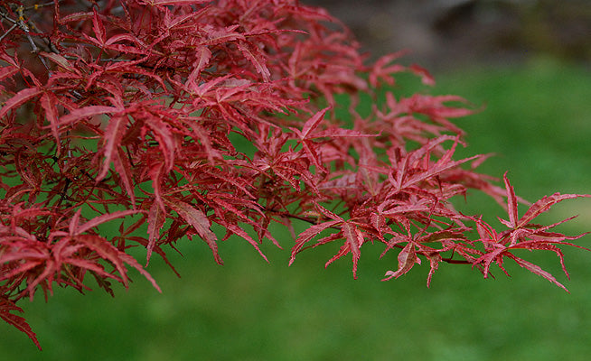 Japanese Maple  ‘Beni komachi’