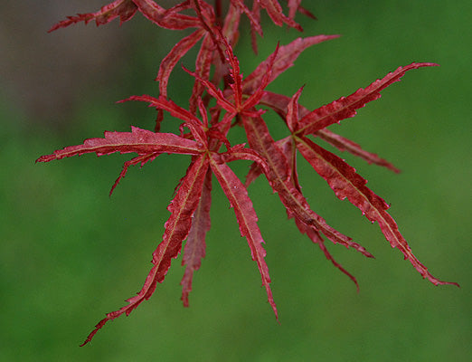 Japanese Maple  ‘Beni komachi’