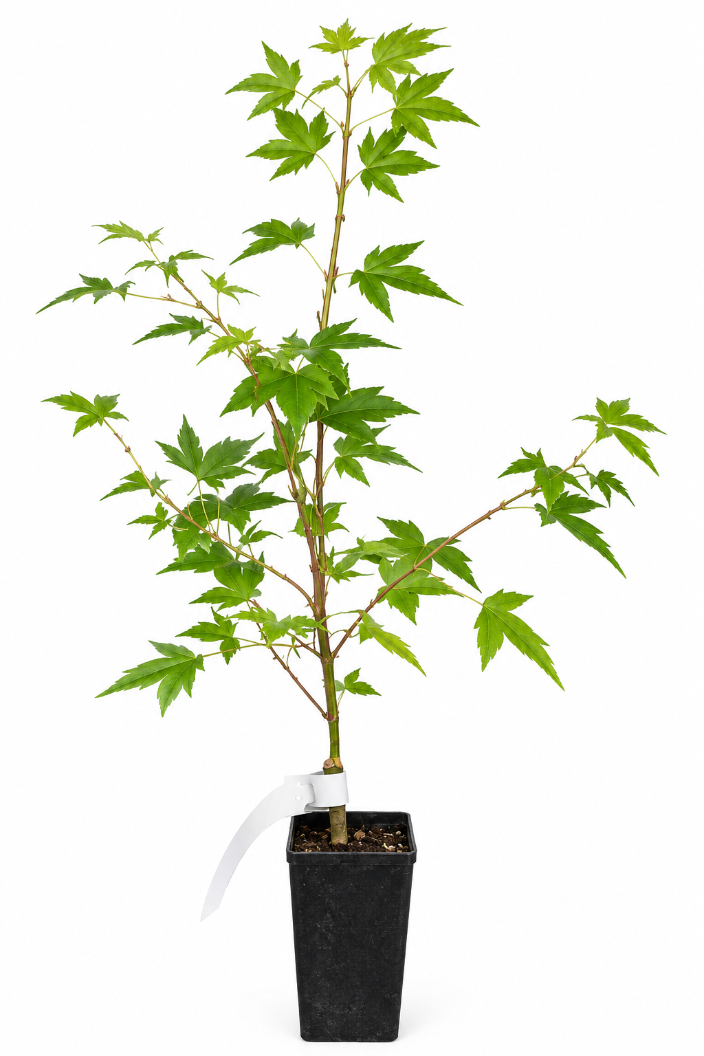 Tama Hime Japanese Maple - Acer palmatum 'Tama Hime'