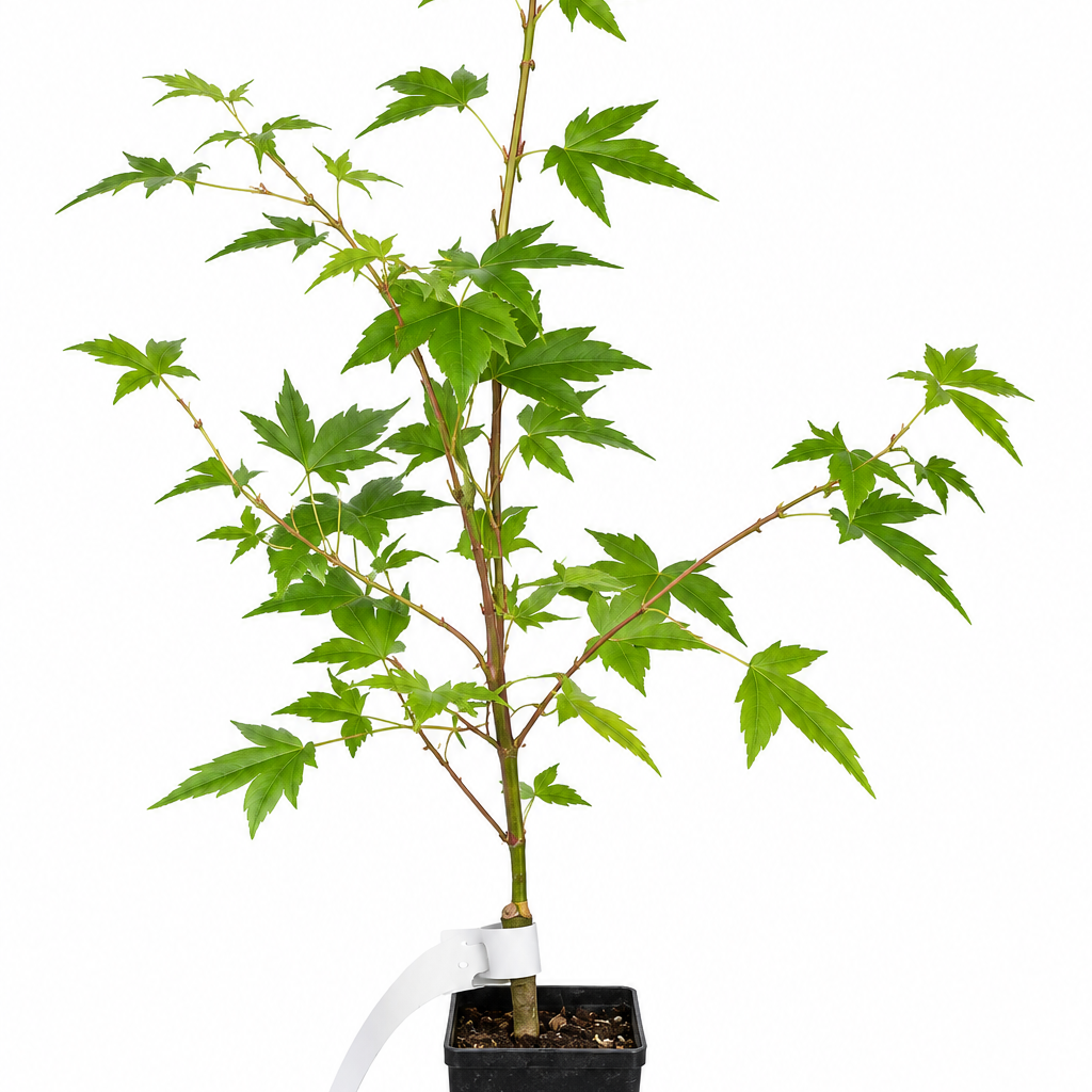 Tama Hime Japanese Maple - Acer palmatum 'Tama Hime'