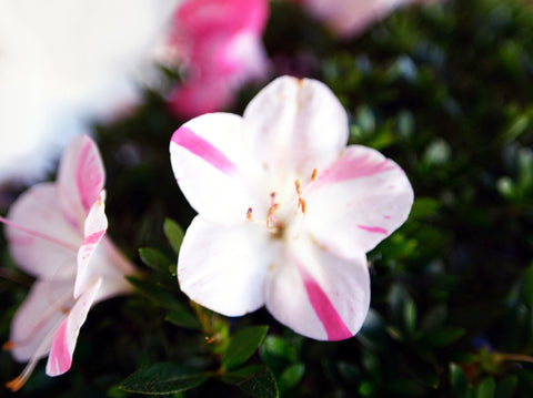 Satsuki Azalea 'Aozora'