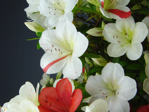 Satsuki Azalea 'Asahi-no-Izumi'