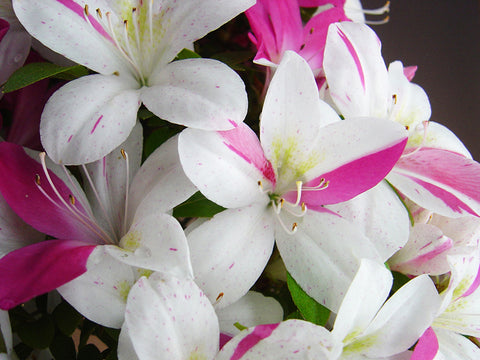 Satsuki Azalea 'Asuka'