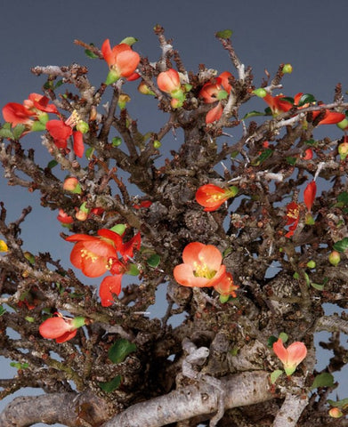 Red 'Chojubai' Quince