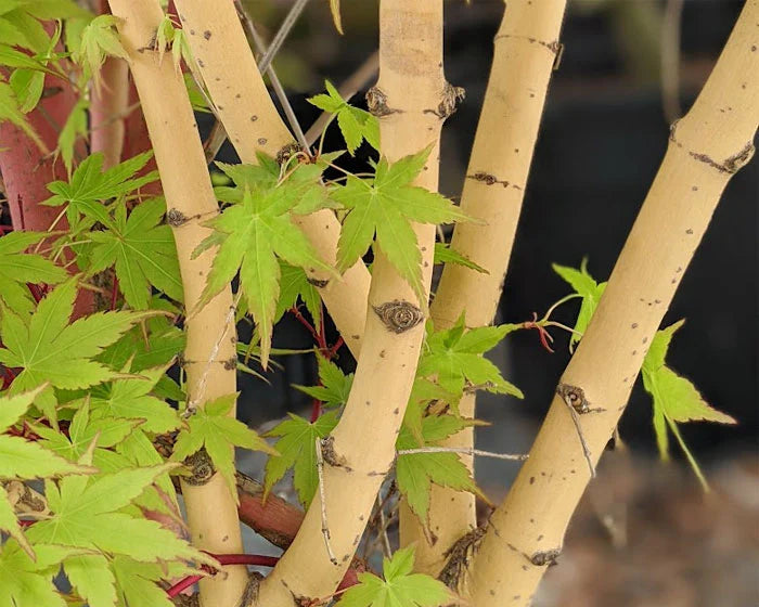 Japanese Maple  'Bihou'