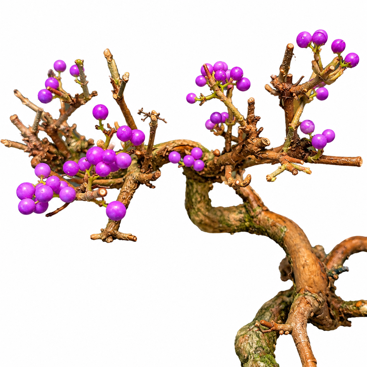 Mature Japanese Beautyberry 'Ko-Murasaki' bonsai branch detail showing vivid violet-purple berry clusters against bare winter branching