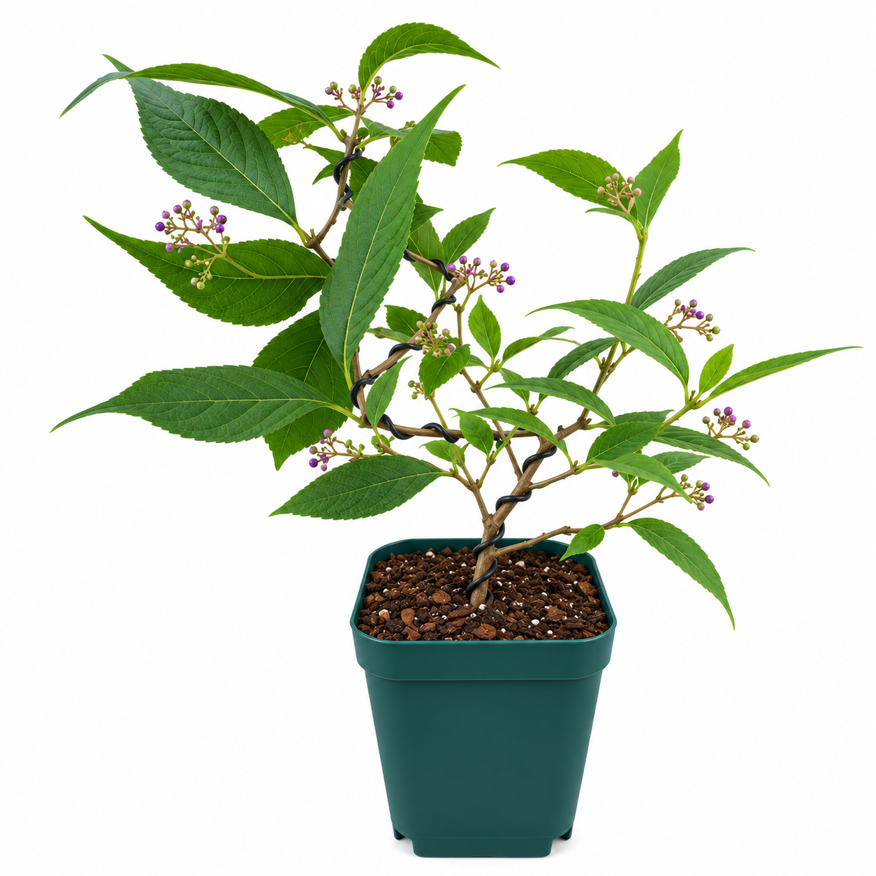 Callicarpa japonica 'Ko-Murasaki' bonsai starter with wired trunk and emerging violet-purple berry clusters in a 4" square pot