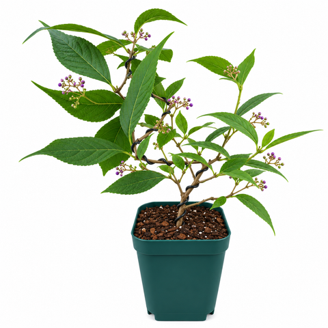 Callicarpa japonica 'Ko-Murasaki' bonsai starter with wired trunk and emerging violet-purple berry clusters in a 4" square pot