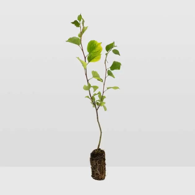 Japanese Flowering Crabapple 'Sakura Hime' Seedling