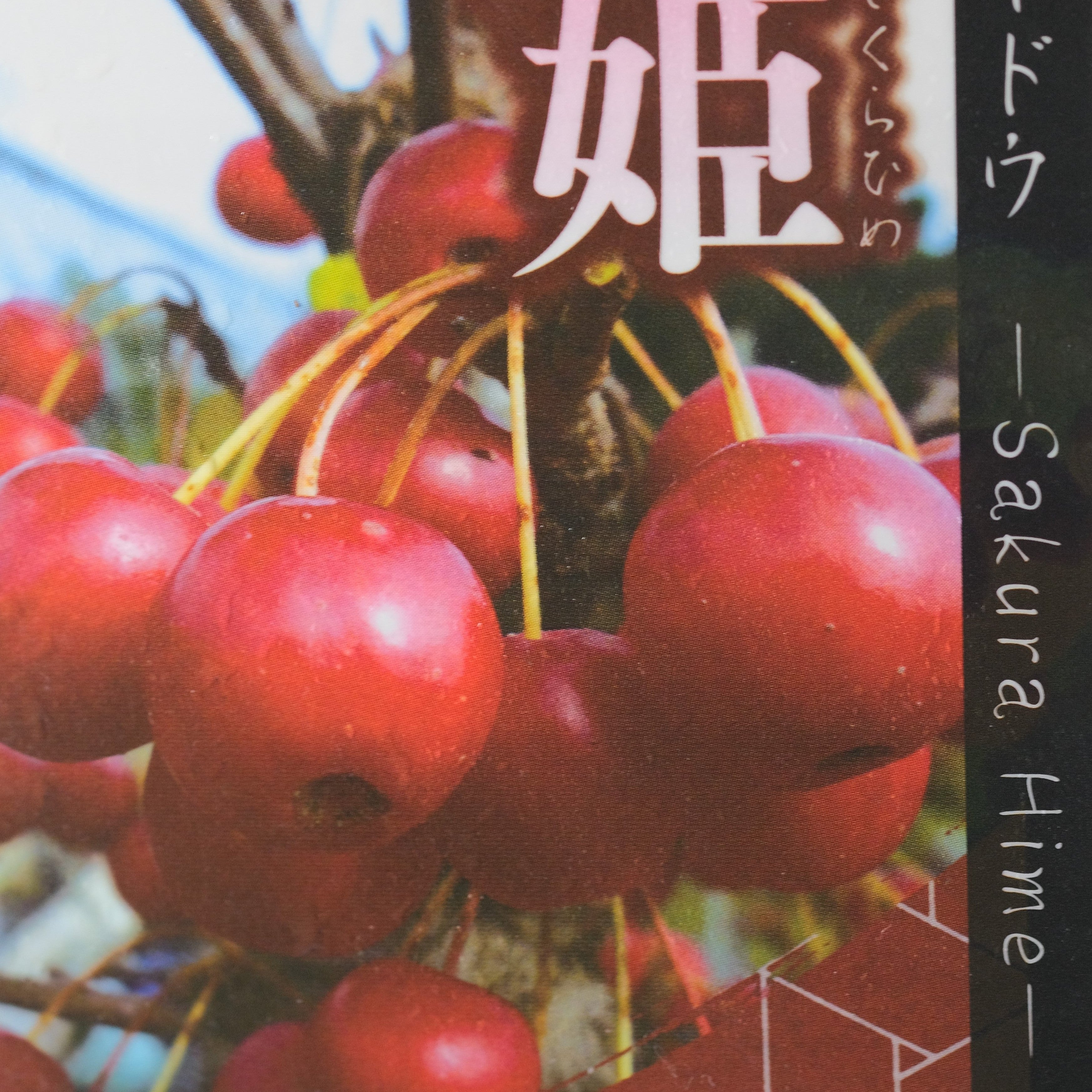 Japanese Flowering Crabapple 'Sakura Hime'