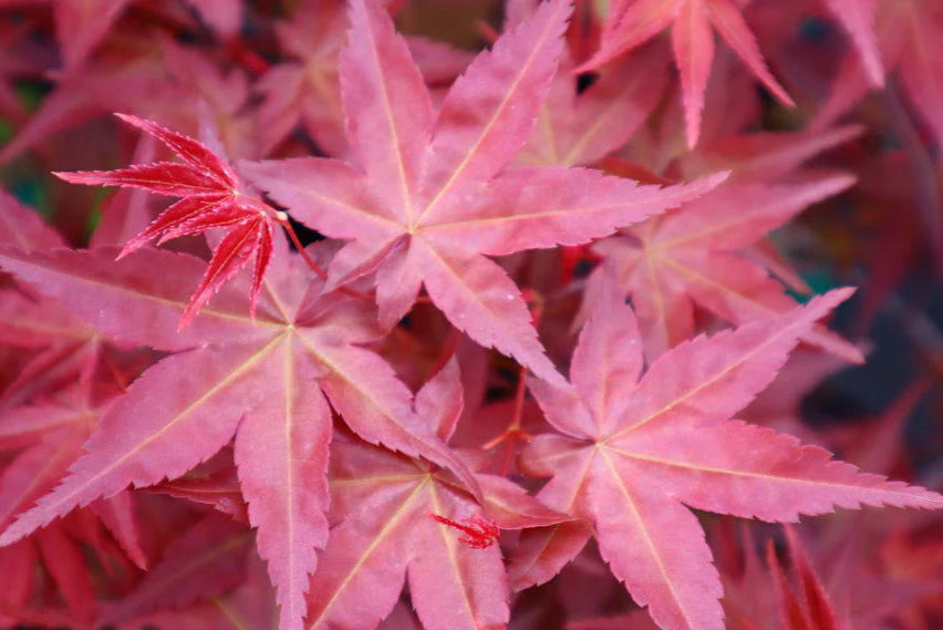 Japanese Maple 'Deshojo'