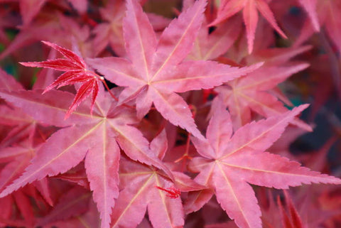 Japanese Maple 'Deshojo'