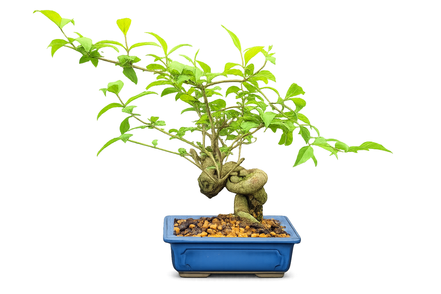 Japanese Beautyberry 'Murasaki-Shikibu'