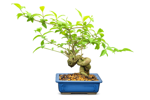 Japanese Beautyberry 'Murasaki-Shikibu'