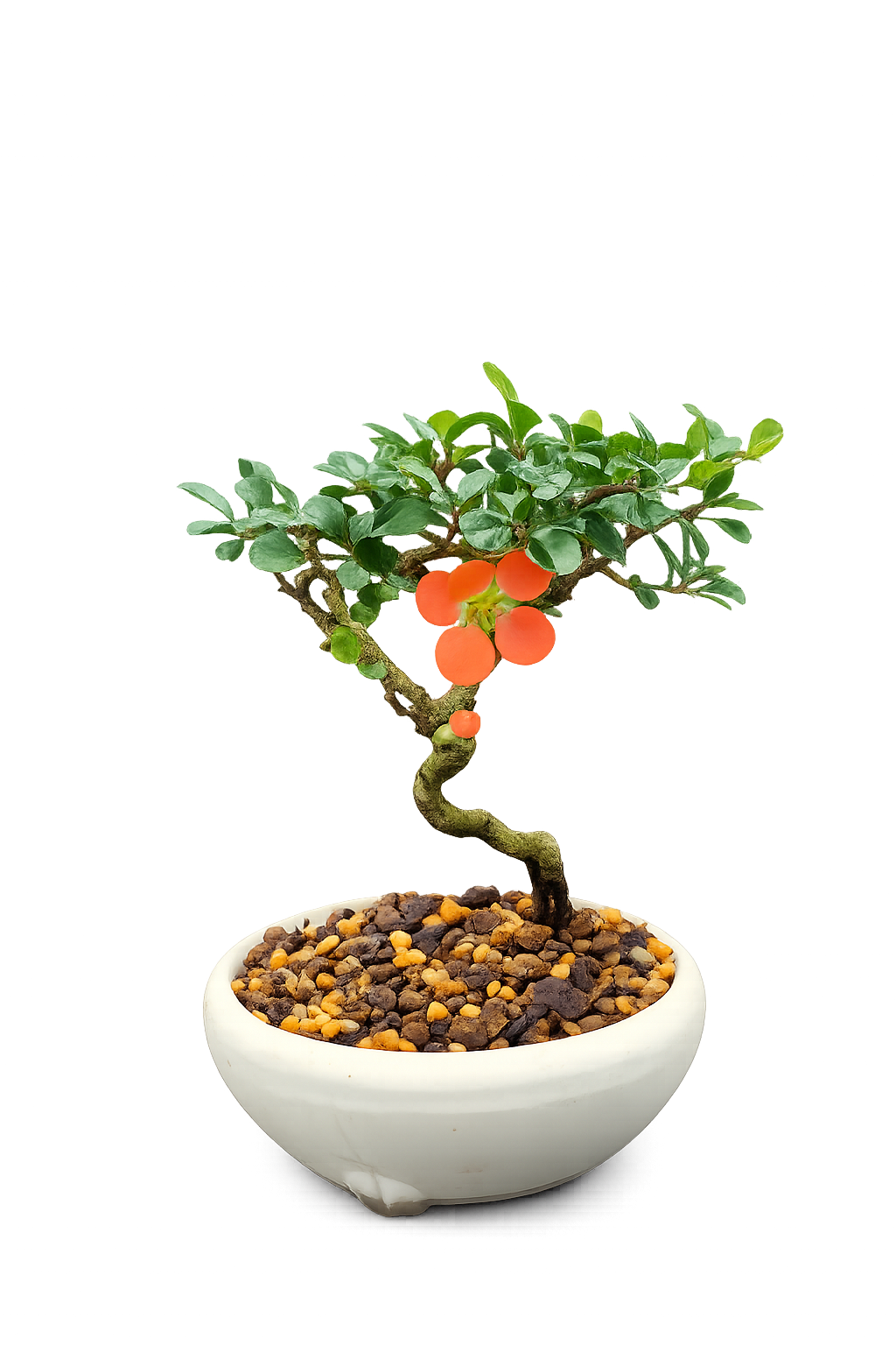 Red Chojubai with orange-toned flowers