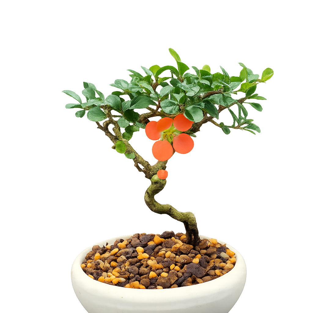 Red Chojubai with orange-toned flowers