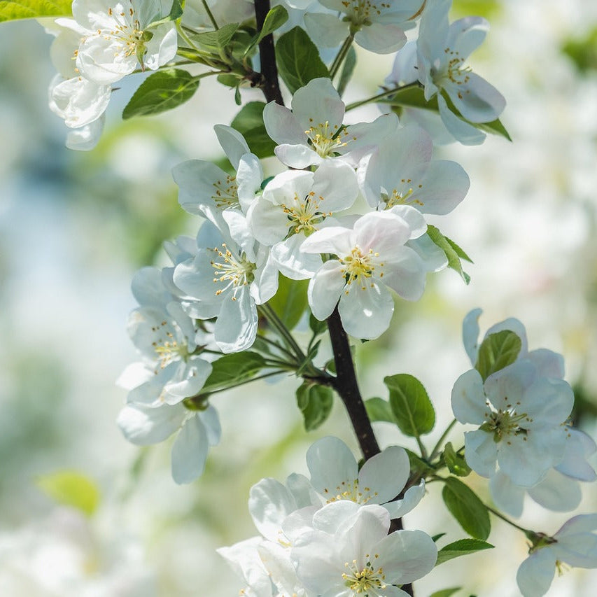 Japanese Flowering Crabapple 'Sakura Hime'