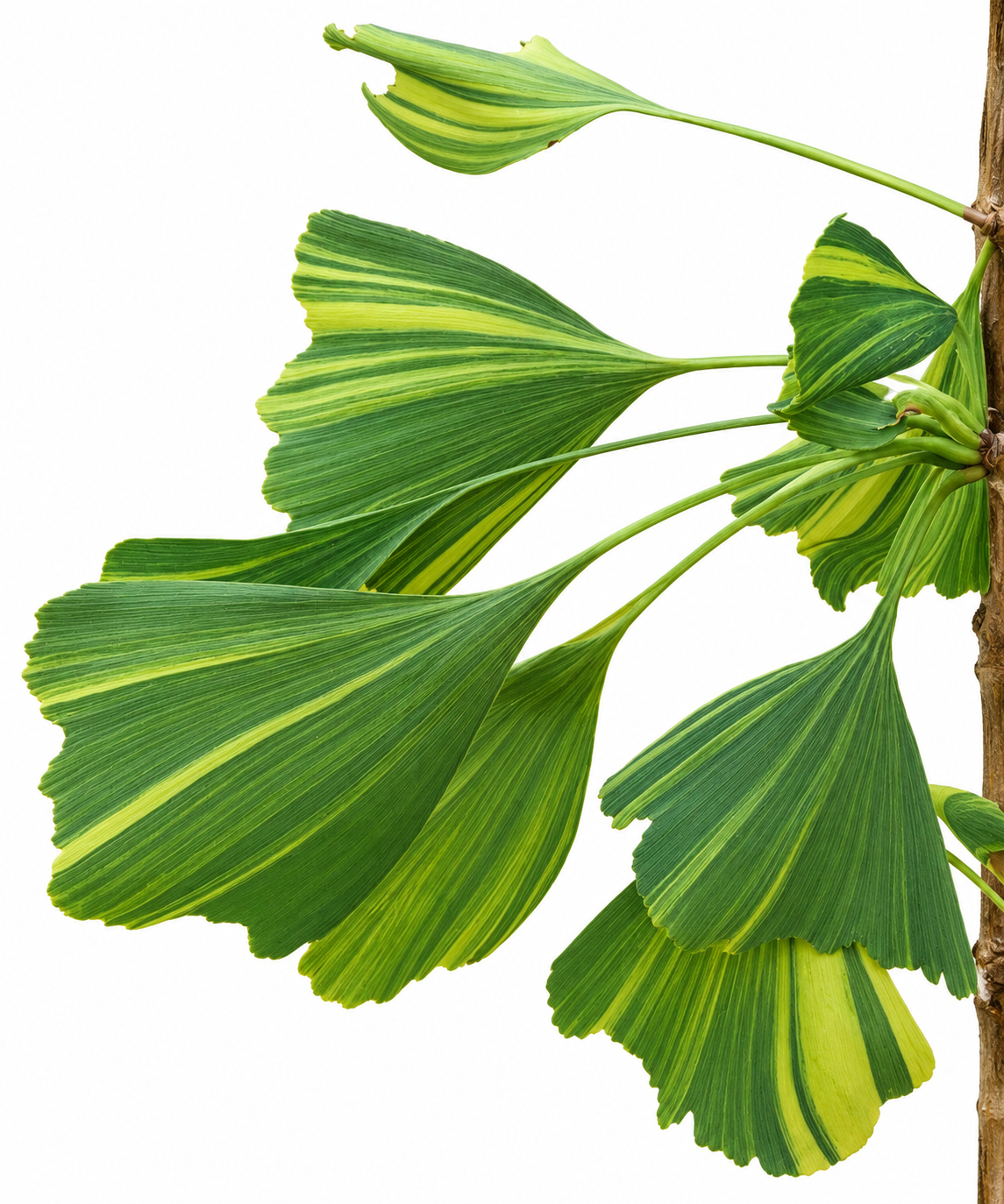 Close-up of Ginkgo biloba 'Roswitha' branch showing creamy yellow and deep green variegated fan-shaped leaves with characteristic striped pattern