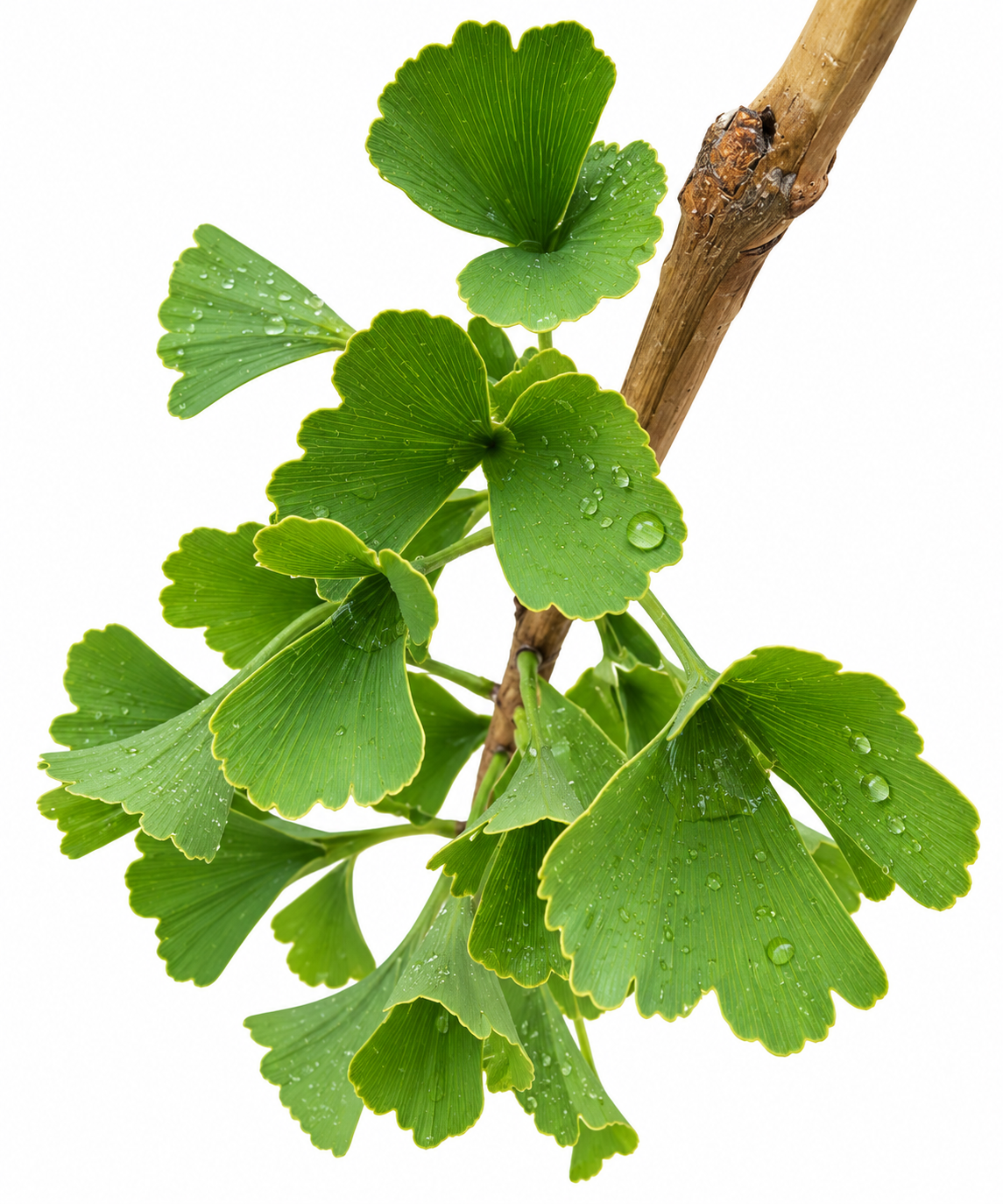 Close-up of Ginkgo biloba 'Tubiformis' branch with fresh green fan-shaped leaves and water droplets