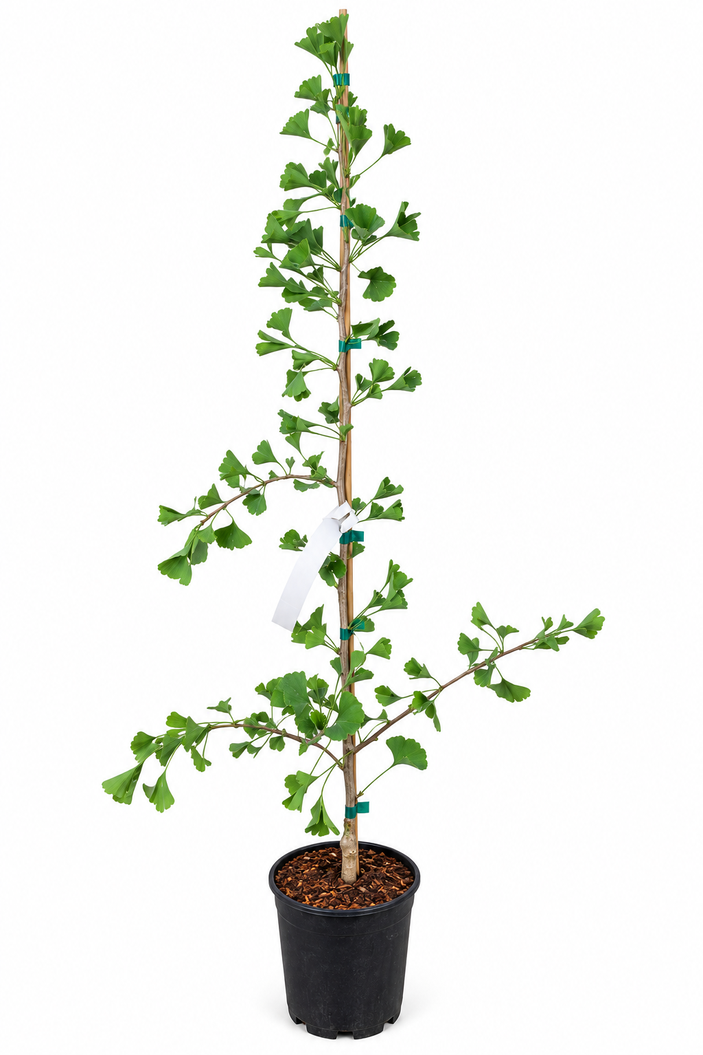 Ginkgo biloba 'Tubiformis' full plant showing upright form with fan-shaped green foliage in a 1 gallon nursery pot