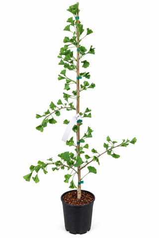 Ginkgo biloba 'Tubiformis' full plant showing upright form with fan-shaped green foliage in a 1 gallon nursery pot