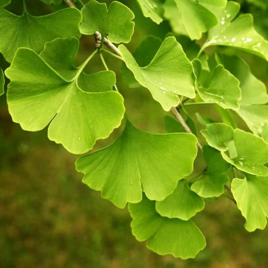 Ginkgo Biloba 'Umbrella'