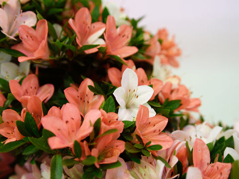 Satsuki Azalea 'Goko'
