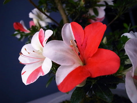 Satsuki Azalea 'Hanakurenai'