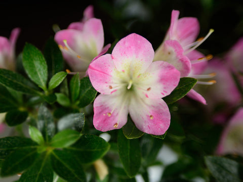 Satsuki Azalea 'Hanamaiko'