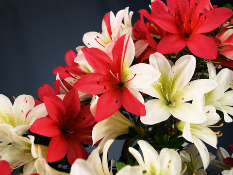 Satsuki Azalea 'Hanatsuzuri'
