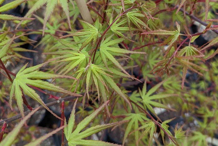 Japanese Maple 'Hubble's Super Cork'