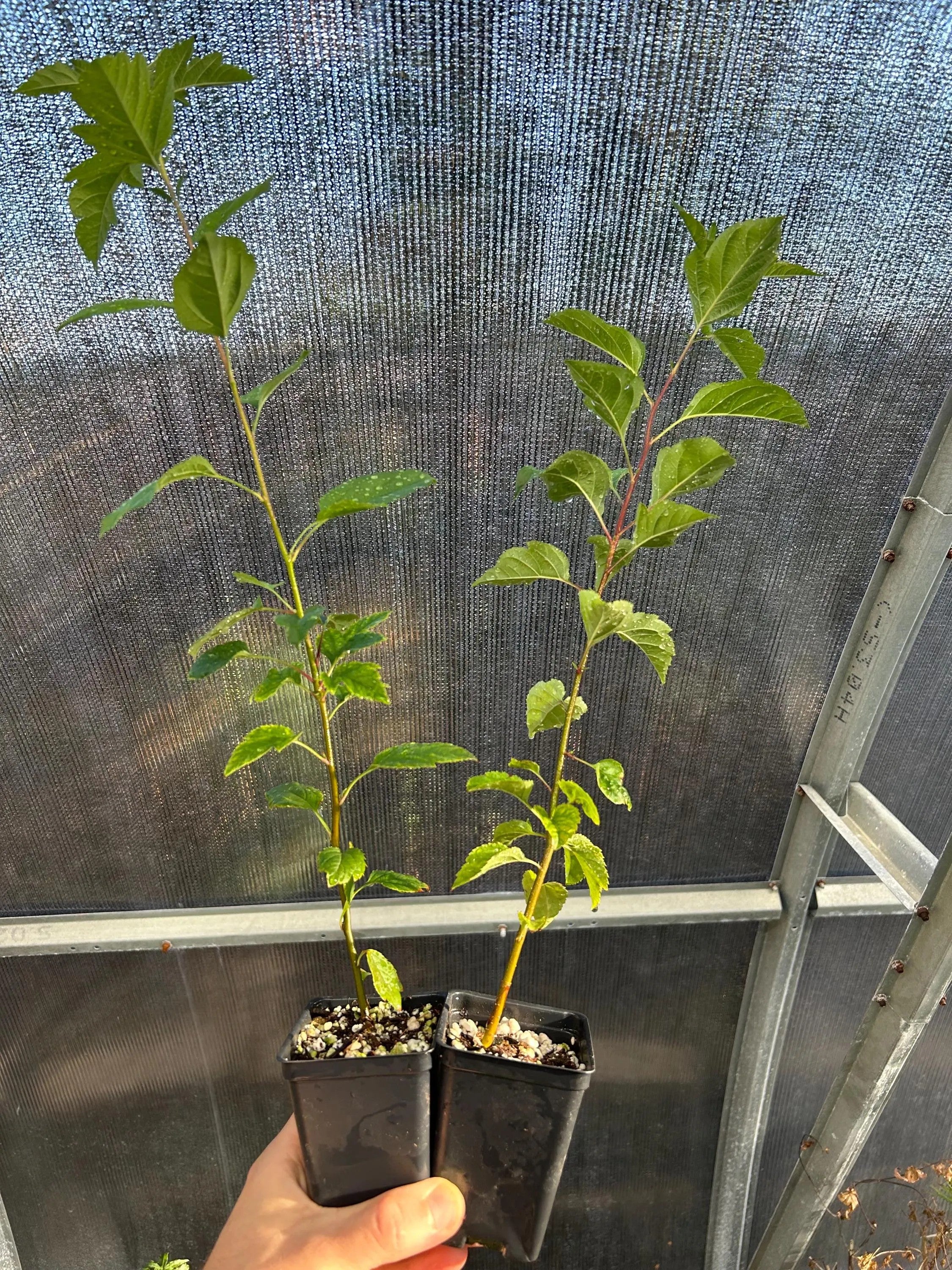 Japanese Flowering Crabapple 'Sakura Hime' Seedling