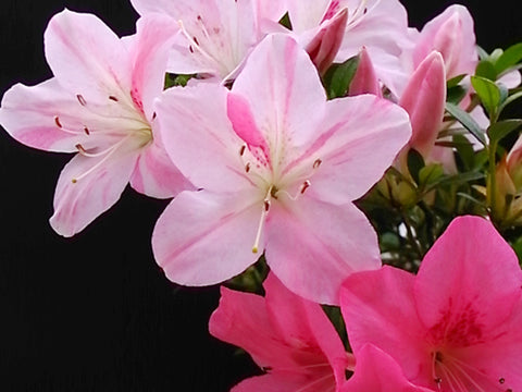 Satsuki Azalea 'Juko'
