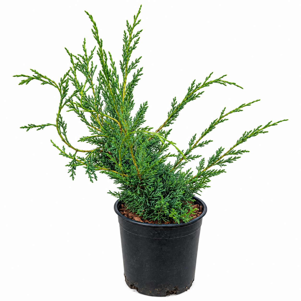 Juniperus chinensis 'Shimpaku' – full plant in 1 gallon nursery pot showing cascading irregular form