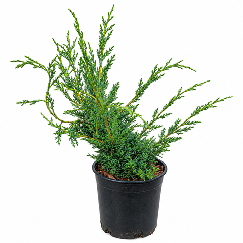 Juniperus chinensis 'Shimpaku' – full plant in 1 gallon nursery pot showing cascading irregular form