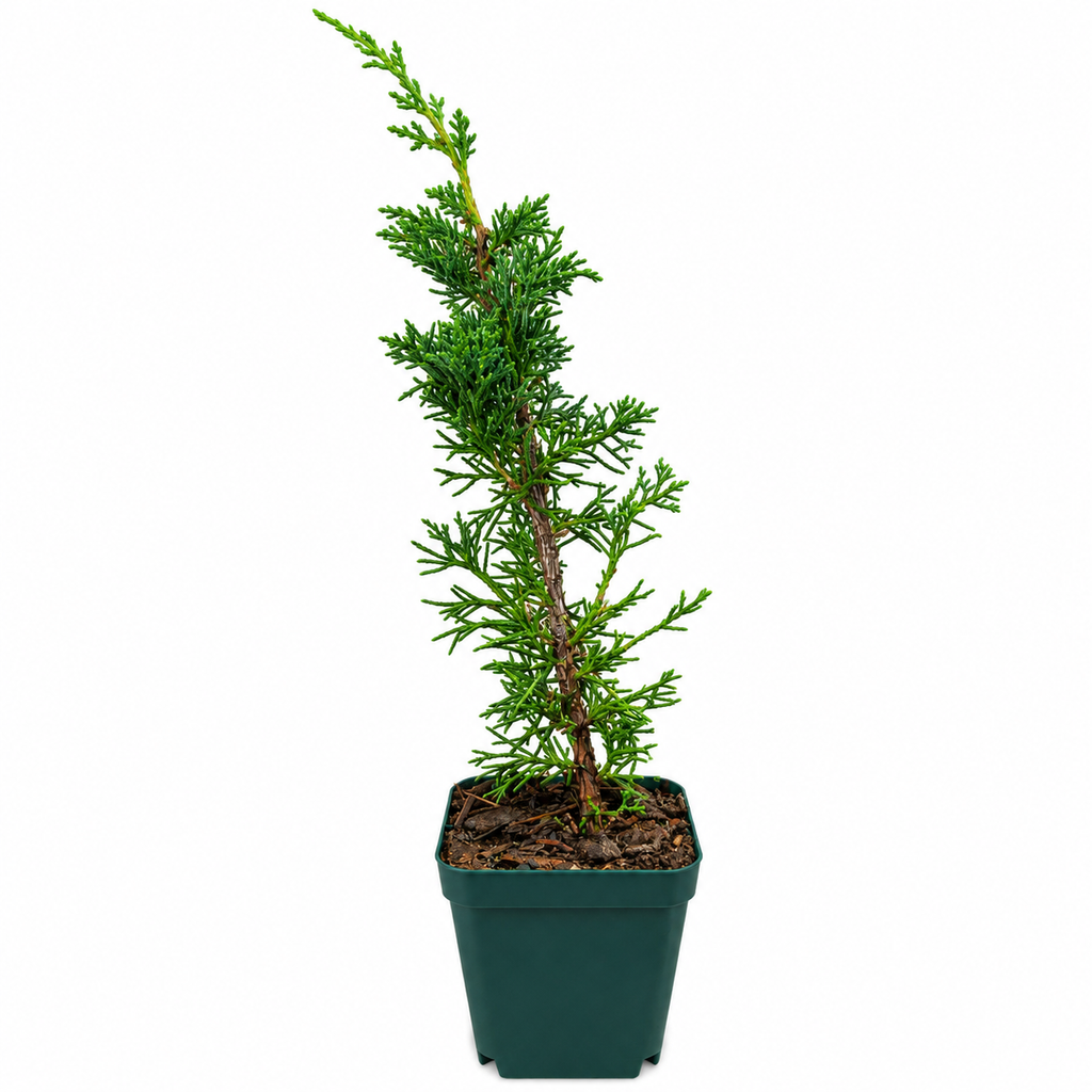 Juniperus chinensis 'Shimpaku' – full plant in 4 inch nursery pot