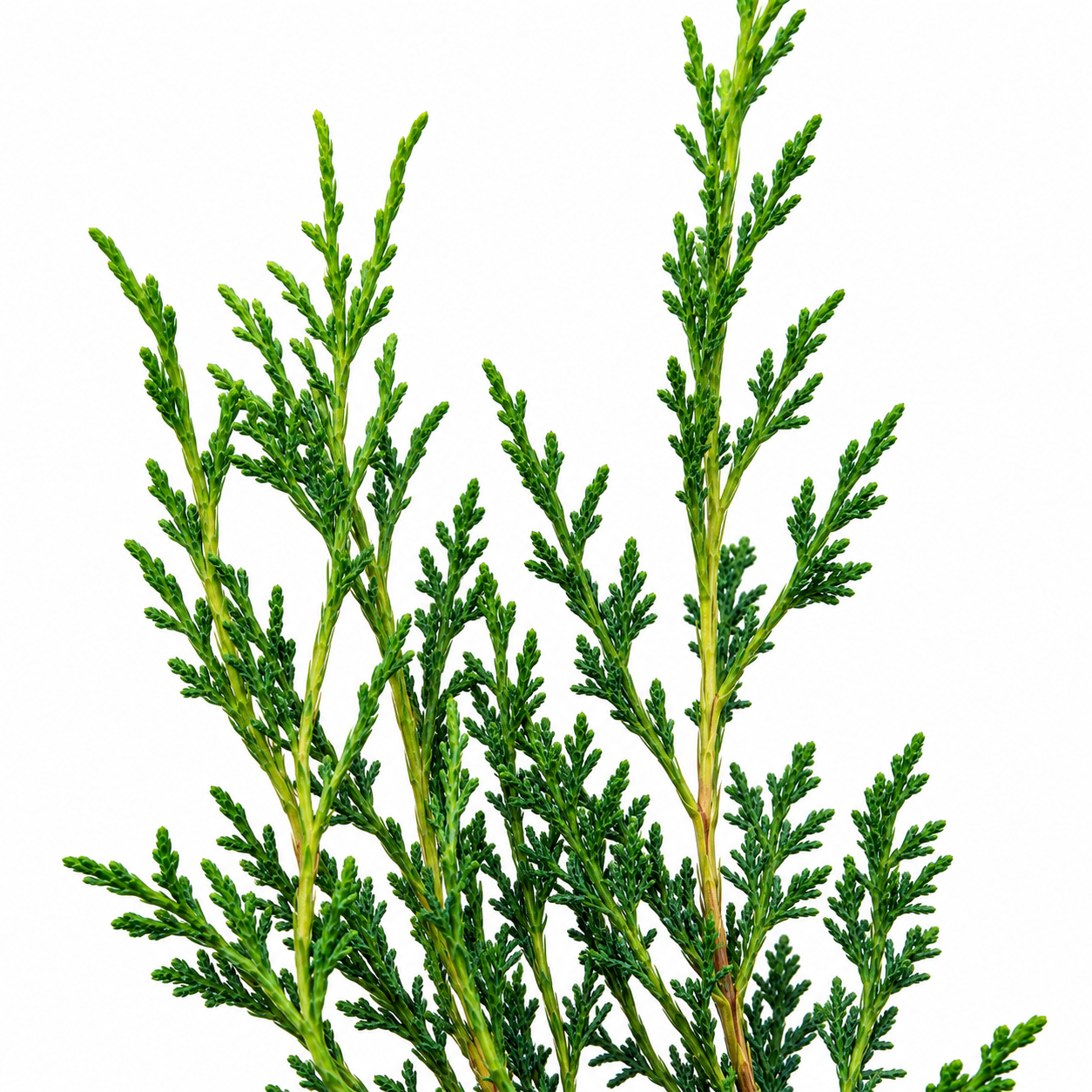 Shimpaku Juniper upright branch tips with fresh bright green new growth against white background