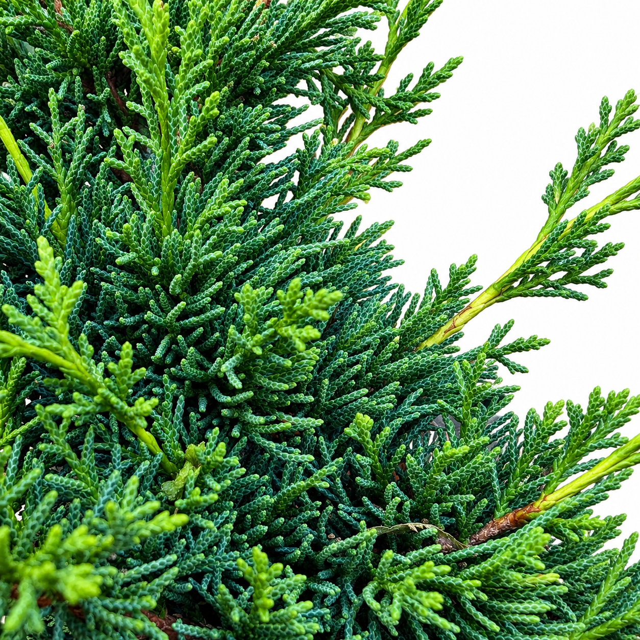 Close-up of Shimpaku Juniper scale-like foliage showing dense blue-green spray texture