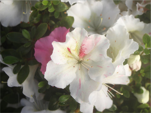 Satsuki Azalea 'Kaho'