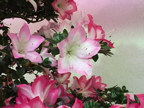 Satsuki Azalea 'Karenko'