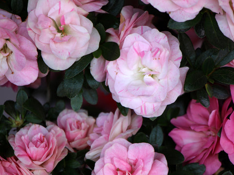 Satsuki Azalea 'Kinu-no-Mai'