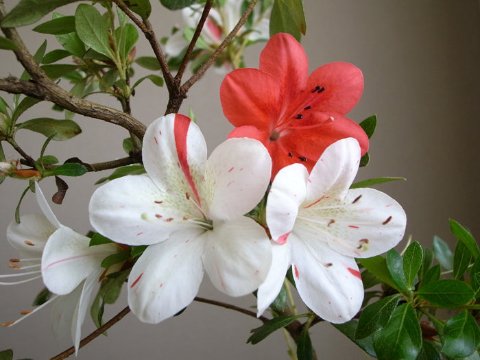 Satsuki Azalea 'Kisshoten'