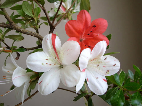 Satsuki Azalea 'Kisshoten'