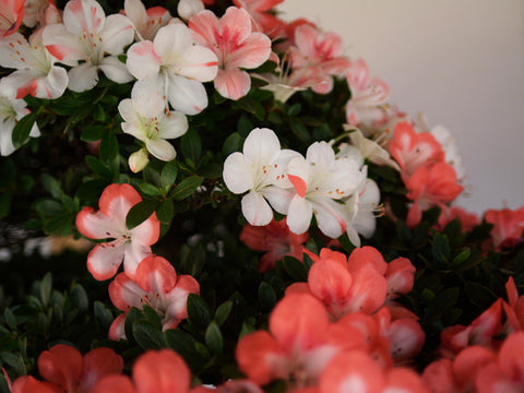 Satsuki Azalea 'Kogetsu'