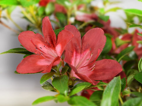 Satsuki Azalea 'Kokko-no-Tsuki'