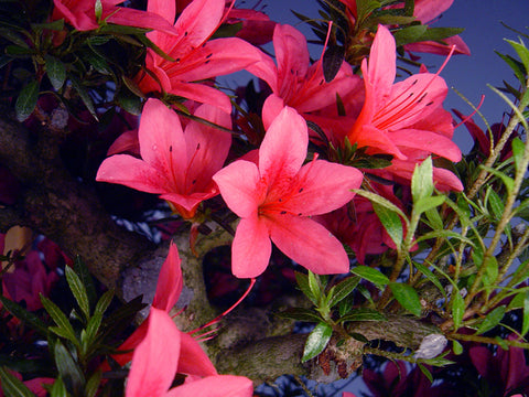 Satsuki Azalea 'Korin'