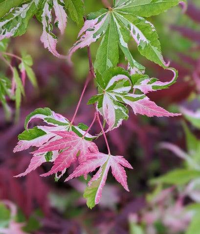 Japanese Maple 'Kotobuki'