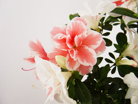 Satsuki Azalea 'Koto-no-Mai'